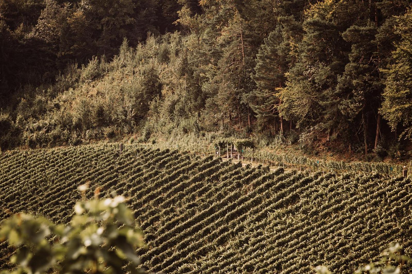 Villa Weingut Kollerhof Am Eichberg Leutschach Esterno foto